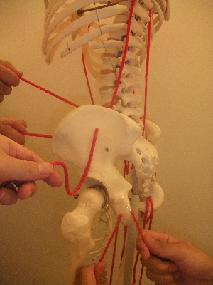 骨盤模型２