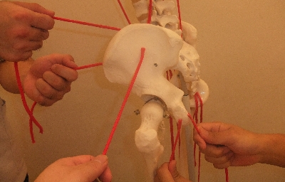 骨盤模型３